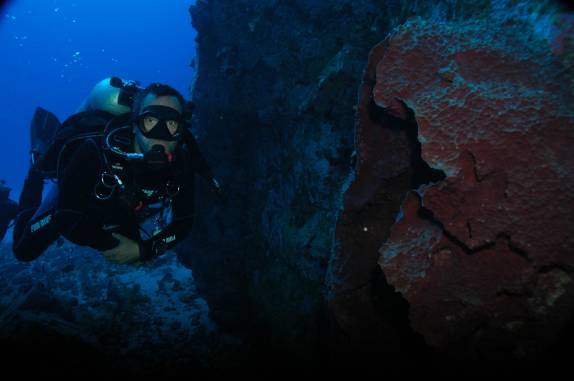 Esponja gigante durante mergulho em Iúias, em Fernando de Noronha - PE (foto de Mateus Harfush - Ciliares)